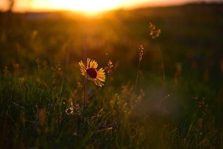 CLO_Wildflower sunset