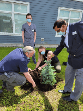 Spruce Planting